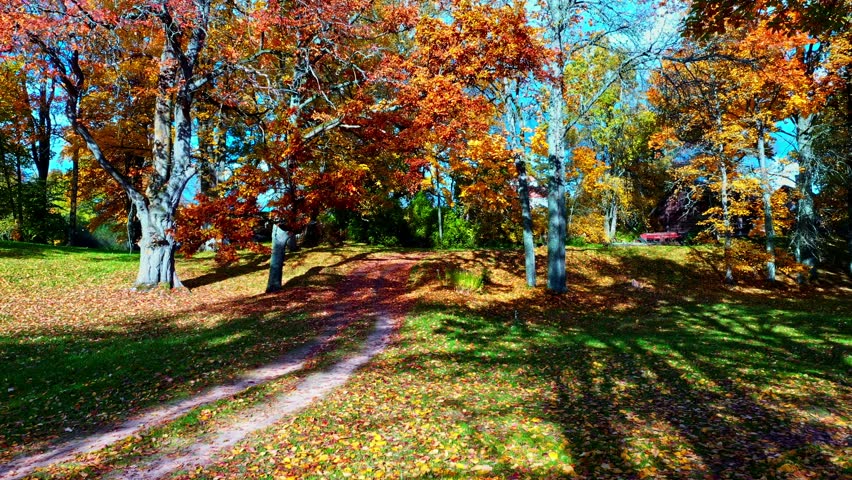 Autumn forest trail covered with fallen leaves in Latvia, tranquil woodland view