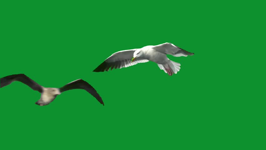 Two seagulls in graceful flight against a vibrant green backdrop, showcasing avian agility