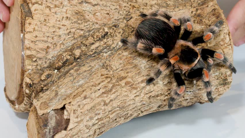 A colorful Mexican redknee tarantula sits calmly on a wooden log being rotated by hands.