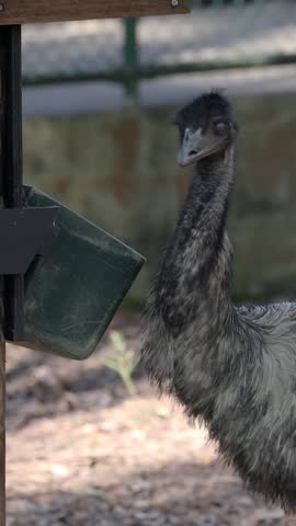 A vertical shot showing an emu