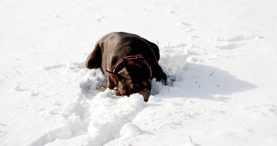 Purebred Doberman playing in deep powder snow, tossing a small mouse and searching for it with its nose before running across the snowy field toward the woman in the background