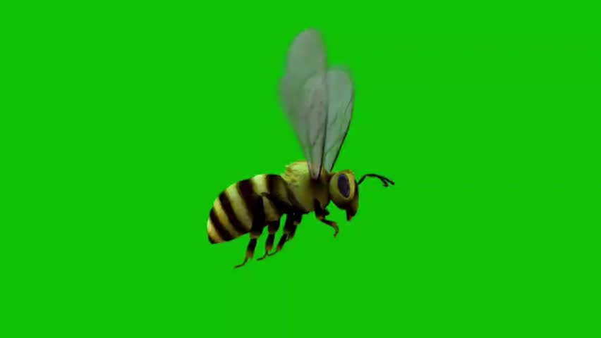 A bee flies with a pollen bag on its leg against a green screen background, captured in mid-air with clear details of its wings and body.