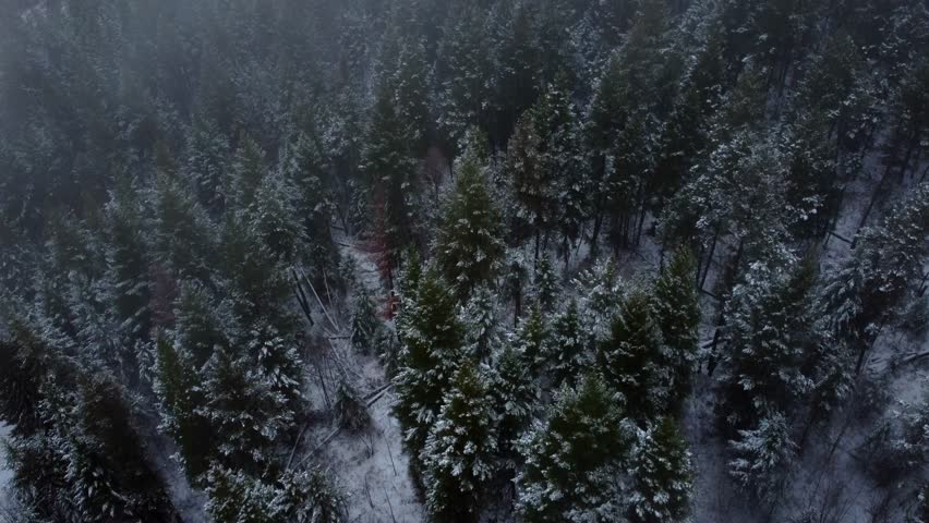 Looking Down on Snow Covered Winter Trees in Dense Lush Forest. Canadian Forestry, Lumber Logging Industry. Winter Landscape over Forest Trees Low fog and clouds on gloomy winter day.