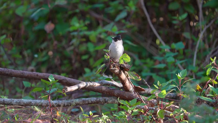  red-vented bulbul (Pycnonotus cafer) birdwatching in the forest.
