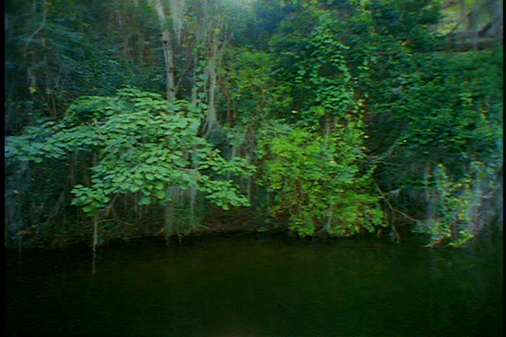 MS thicket of green trees, camera pans right to WS of lake with Spanish moss hanging from the branches of surrounding trees in St.Croix, U.S. Virgin Islands.