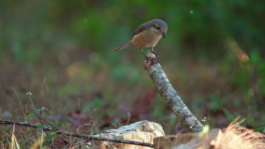 Grey-backed Shrike (Lanius tephronotus) female birdwatching in the forest.