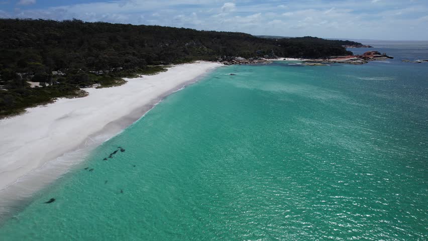 Swimcart Beach With White Sandy Shore In Tasmania, Australia - Drone Shot