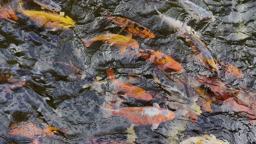 Koi fish swimming gently in a garden pond, creating a peaceful and decorative outdoor nature scene.