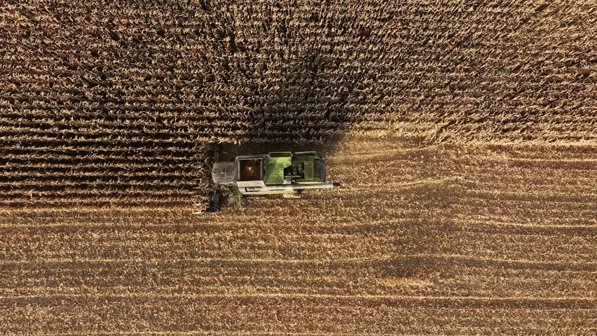 Aerial perspective captures a large agricultural combine harvester efficiently working in a golden cornfield during harvest season, highlighting the farming process, machinery, and expansive landscape