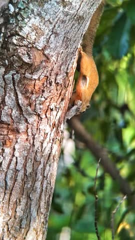A small brown squirrel is seen climbing up a large tree trunk, searching for food in a lush green outdoor environment.