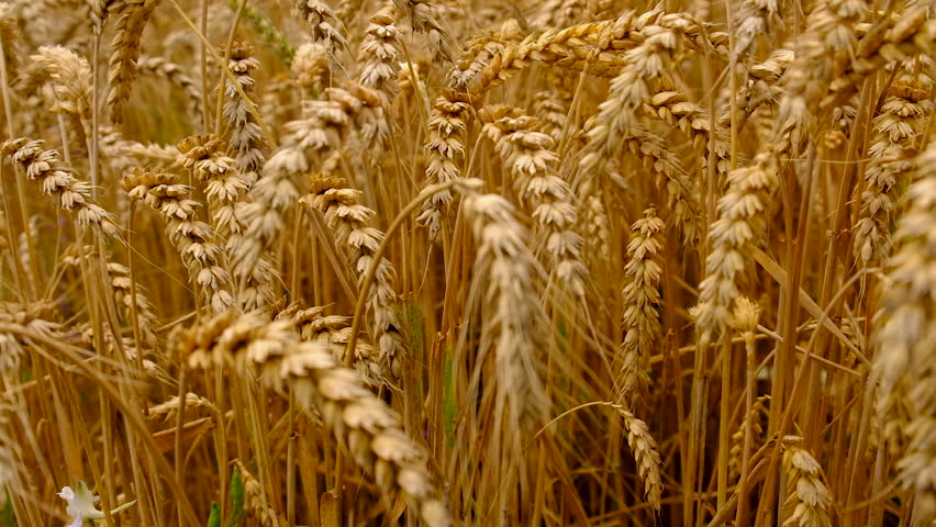 Wheat growing in a field. Selective focus.