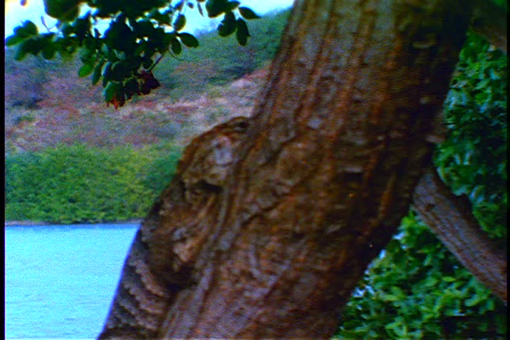 MS iguana clinging to tree trunk, with turquoise lagoon in background. Camera zooms in to iguana in St.Croix, U.S. Virgin Islands.