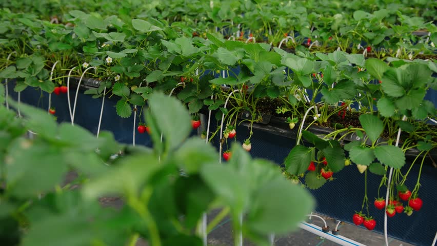 Vibrant red strawberries growing in a modern hydroponic farm. Innovative agriculture and smart farming concepts