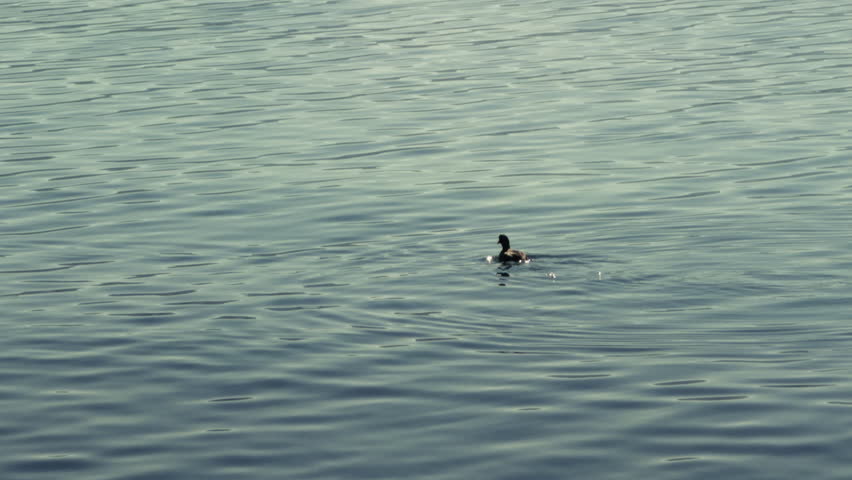 Two ducks swimming peacefully on calm water, creating a tranquil and natural wildlife scene.