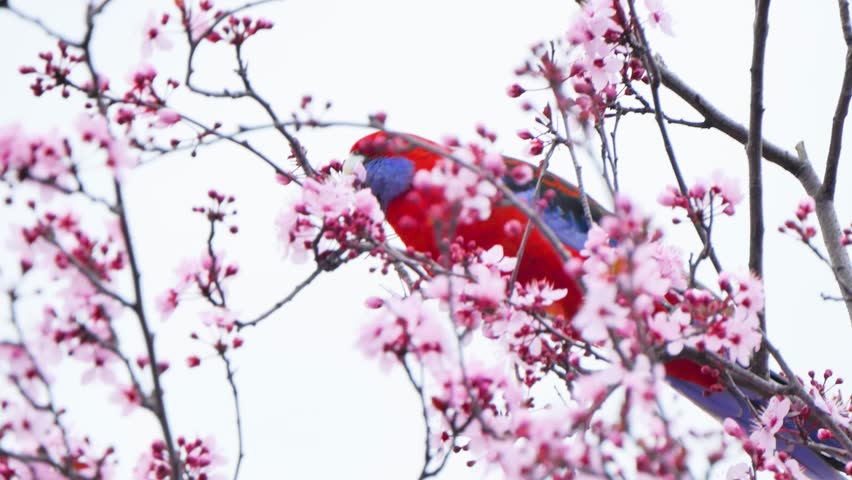 Bird eating cherry blossoms petals
