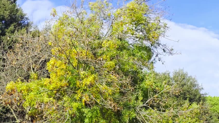 Tree canopy with green, golden, and bare branches swaying in autumn breeze, bright morning sunlight in Spain, calm Mediterranean autumn atmosphere, 4K horizontal footage, perfect for nature, forest, and relaxing videos.