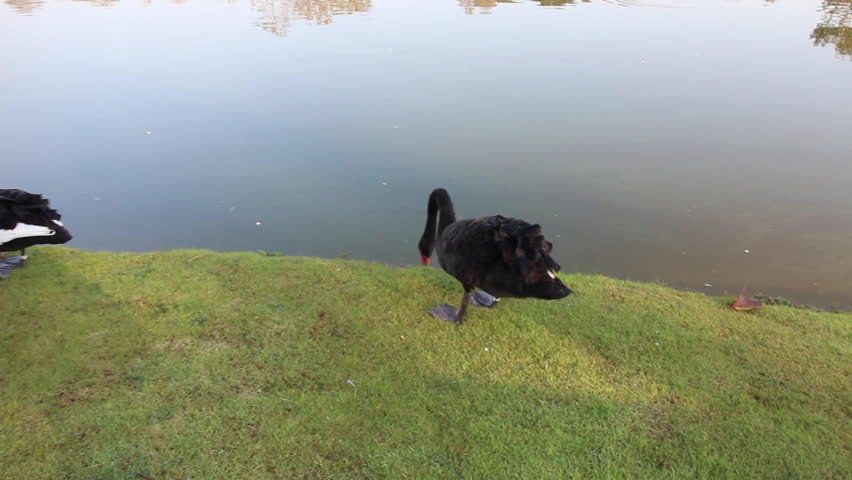 Black and white swans in the pond, stock footage