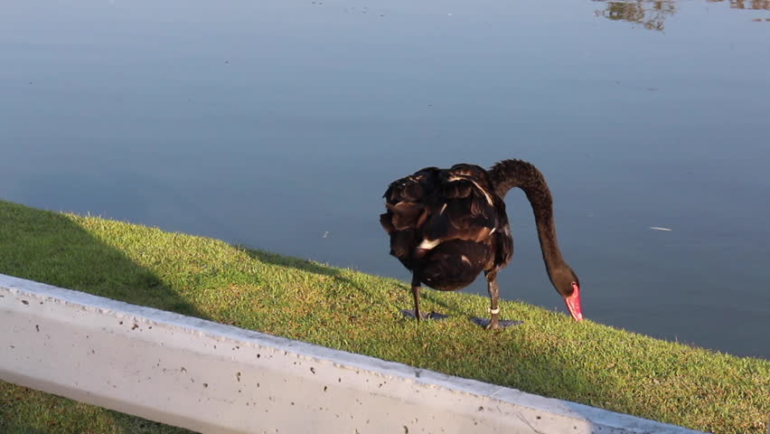 Black and white swans in the pond, stock footage