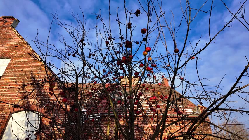 Winter apples left on a tree grow beside an abandoned house, creating a contrast of nature, architecture, silence and forgotten landscape