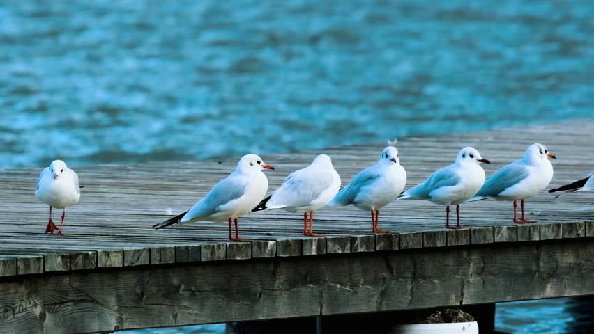 Gulls and water birds rest on a wooden harbor beside a flowing river, their white plumage contrasting with the rustic dock and gentle water reflections.This authentic wildlife scene highlights coastal calm and avian behavior.
