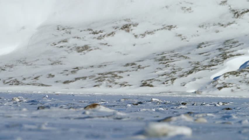 A polar bear wanders across a frozen lake, its white fur blending with the icy landscape under soft natural light.This authentic wildlife scene highlights Arctic survival, solitude, and the raw beauty of polar environments.