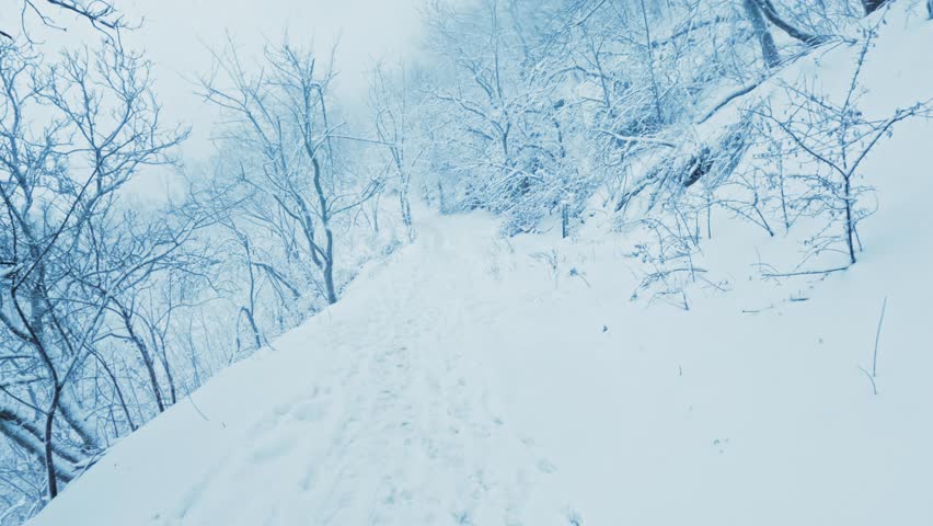 Atmospheric winter landscape with snow-covered trees and heavy blizzard. Clean white aesthetic with copy space, ideal for cinematic backgrounds and nature documentaries