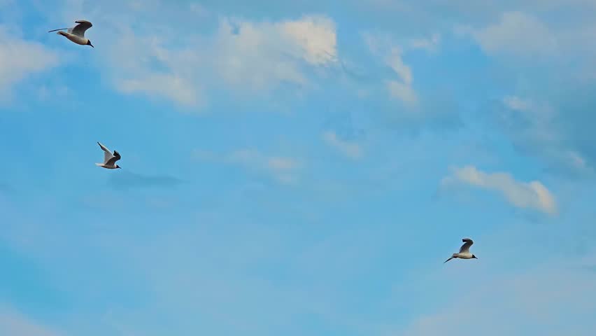 Seagulls flying freely through bright blue sky. Coastal birds gliding under soft clouds. Wild gulls soaring gracefully in open air