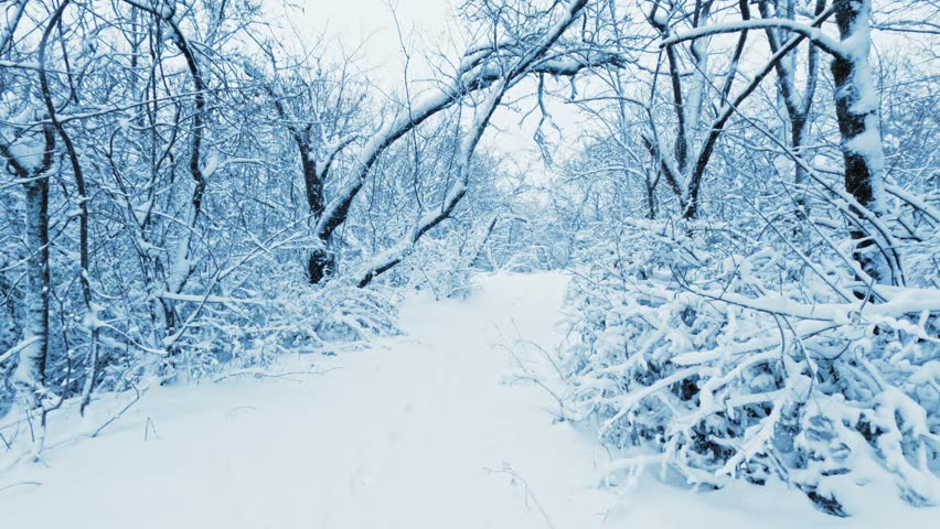 Atmospheric winter landscape with snow-covered trees and heavy blizzard. Clean white aesthetic with copy space, ideal for cinematic backgrounds and nature documentaries