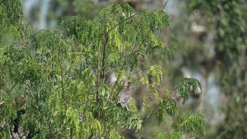Baby Black-crowned Night Heron on tree birdwatching in the forest.
