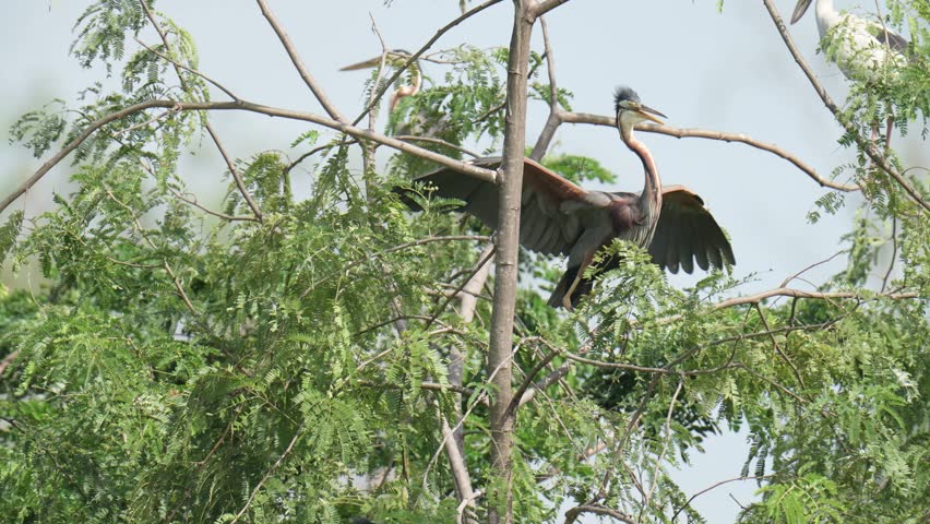 Purple Heron (Ardea purpurea) on tree birdwatching in the forest.