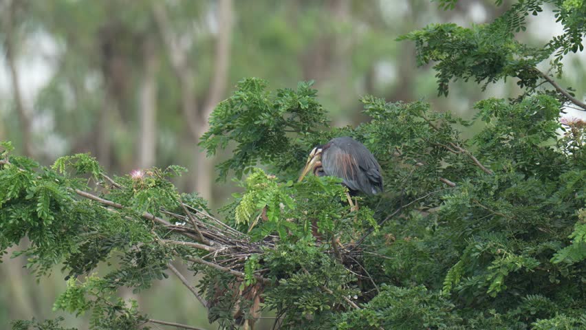 Purple Heron (Ardea purpurea) on tree birdwatching in the forest.