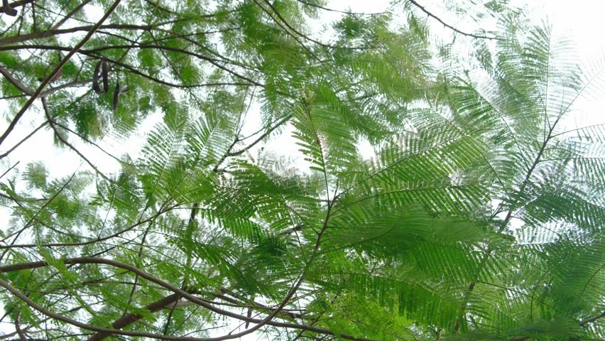 evening sun shine through trees leaves and branches 
