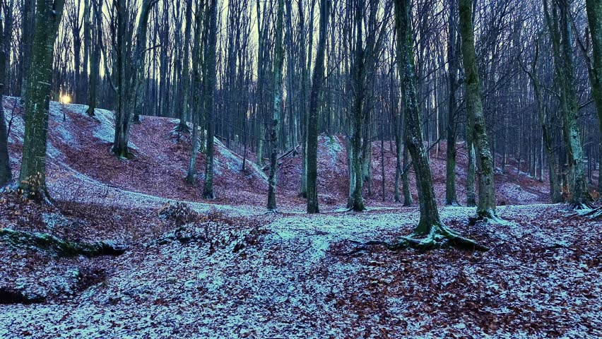 Winter scene of frozen Dobrovat Forest in Iasi County, Romania, with bare trees, light snow cover and exposed roots during a cold, quiet season.