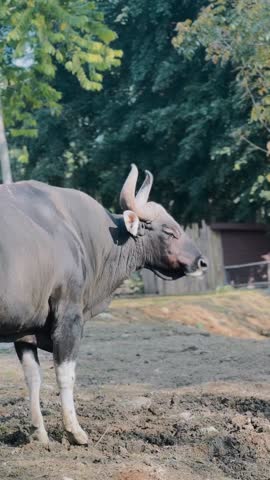 Javan Banteng Enjoying a Calm Moment