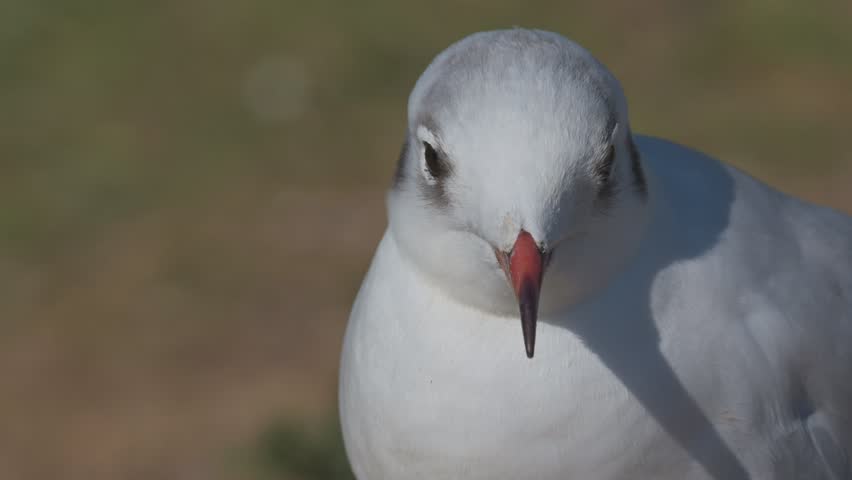 Black Headed Gull (Chroicocephalus ridibundus) head in closeup. August, Kent, UK [Slow motion x4]