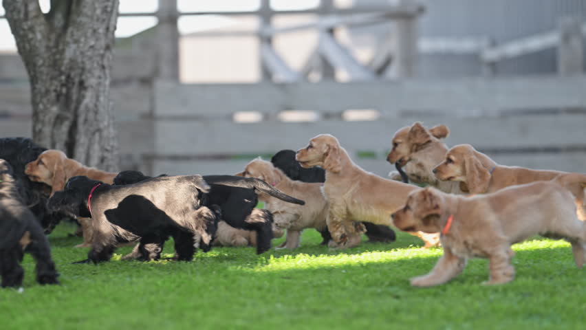 Frolicking puppies enjoying summer backyard.