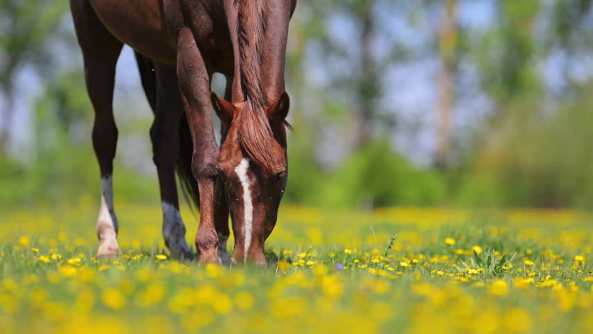 Grazing horse surrounded by yellow dandelions in countryside, slow motion.