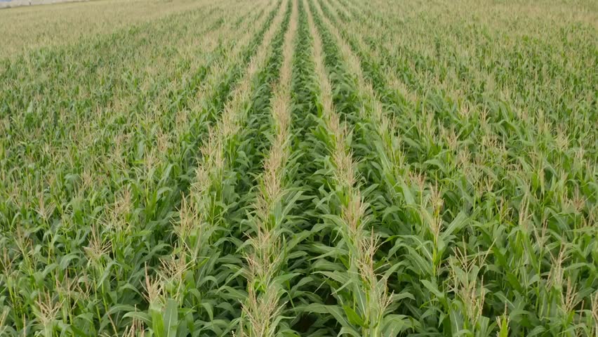 Bird’s-eye aerial view of a lush green cornfield, showcasing the rich agricultural landscape with rows of healthy crops from above.
