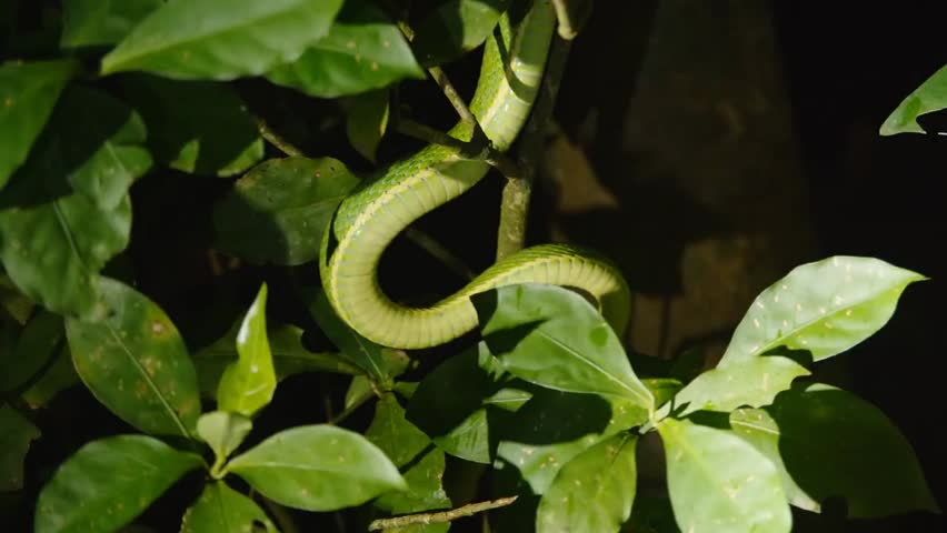 Green palm pit viper moving through dense green vegetation at night, illuminated by flashlight, side-striped snake watching alert in Costa Rica.