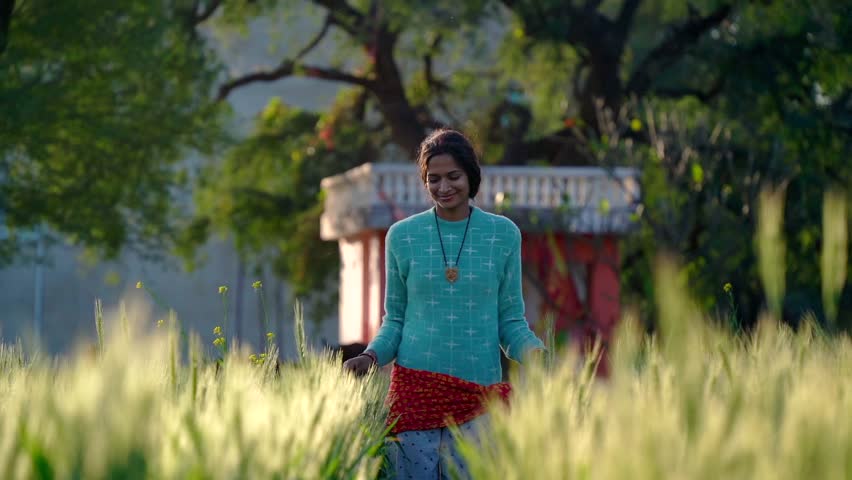 A young woman walking in a green wheat field in evening sunlight. Lady Farmer hands touches on green wheat ears, Ripening ears. A female standing middle of a large crops field. Agricultural business