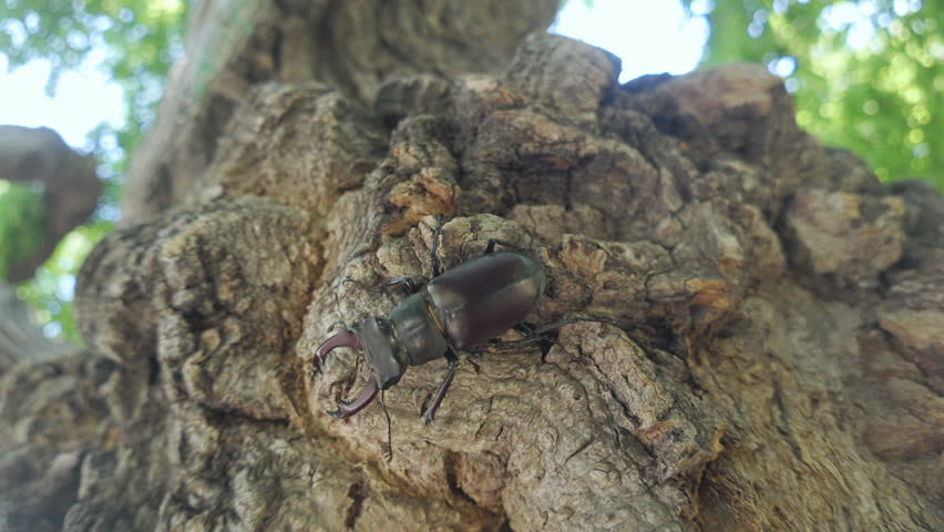 Close-up of Greater Stag Beetle (Lucanus cervus) moving down rough tree trunk. European Stag Beetle climbing downward on textured old tree bark. Big black insect stag beetle with large mandible