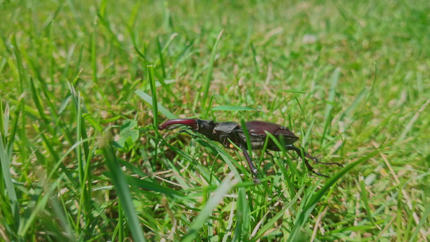 Majestic European Stag Beetle slowly shoves its way through sun-drenched meadow. Greater Stag Beetle awkwardly crawls through the overwhelmingly thick, tall green grass on sunny day