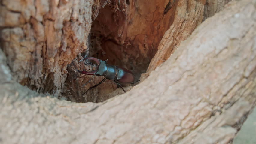 Greater Stag Beetle with its big horns crawls inside shelter of an old hole of wood trunk, close-up. Stag Beetle uses its enlarged mandibles as it delves into soft, rotten remnants in hollow tree