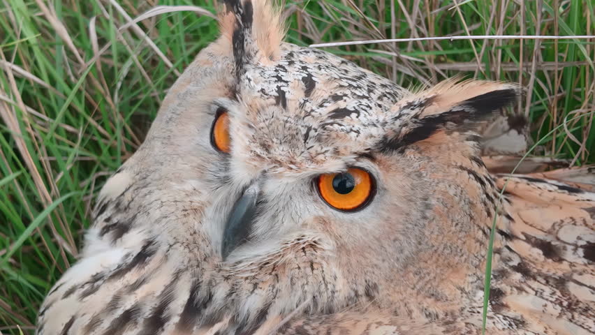 Close-up portrait of Eagle-owl sits on high grass, hiding from cold autumn winds and blinking its orange eyes, top view. Owl sits on ground, hiding in thick autumn grass