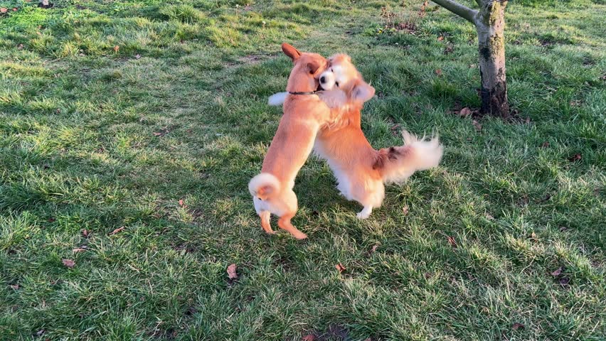 Two small dogs are playing in the garden.
