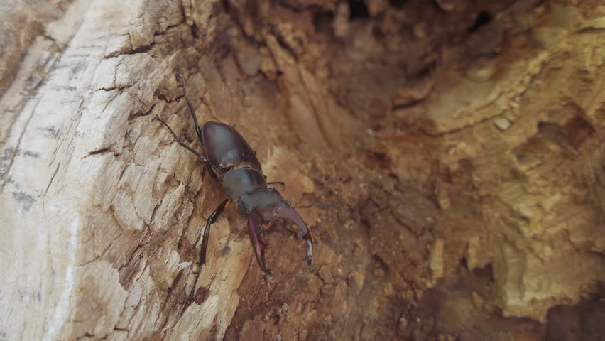 Male of European Greater Stag Beetle (Lucanus cervus) with enlarged mandibles crawls in hollow of decaying tree, close up. Stag Beetle with big horns moves inside trunk of rotten wood