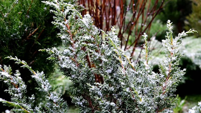 Juniper branches with blue needles froze in winter