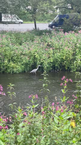 Heron By River, Wild Heron Hunts Among Reeds, Serene Scene Of Heron Stalking Prey By Water, Tranquil Riverside Habitat Shows Heron Searching For Food Amid Lush Vegetation And Reflective Water