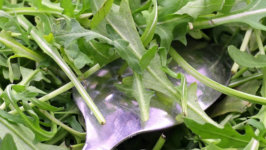 Natural vibrant green arugula leaves for healthy lifestyle concepts
