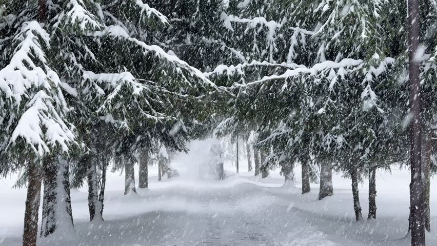 Snow-Covered Fir park During Severe Winter Snowstorm where Professional Snow Removal Equipment Working.Winter Maintenance Service in Harsh Conditions.Magical Winter Scene with Intense Snowfall